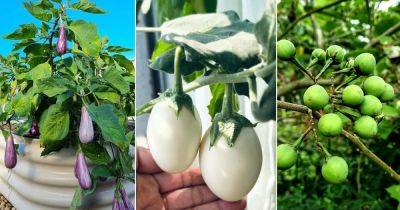 What Color Is Eggplant? 17 Common Eggplants Colors - balconygardenweb.com - China