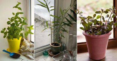 8 Best Indoor Herbs that Grow on Winter Windowsill | Winter Herbs - balconygardenweb.com
