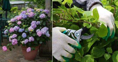 Growing Hydrangeas from Cuttings | How to Propagate Hydrangea - balconygardenweb.com