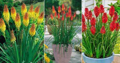 Red Hot Poker Plant Care and Growing Information - balconygardenweb.com - South Africa