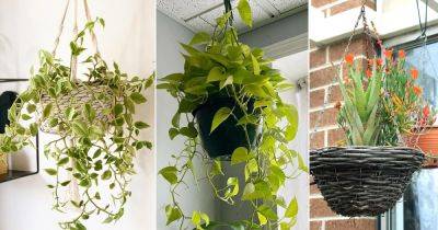 7 Impossible to Kill Hanging Basket Plants for Growing Indoors - balconygardenweb.com
