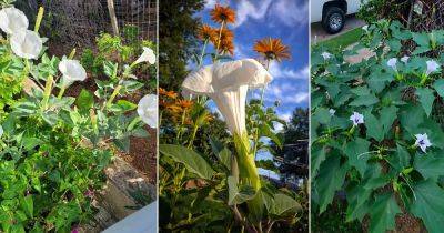 What are Moon Lilies | How to Grow Moon Lily - balconygardenweb.com - Usa - Mexico