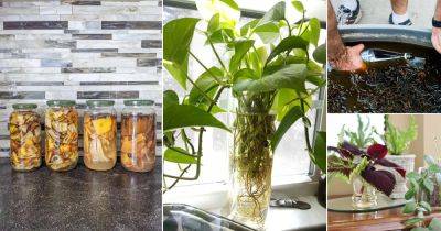 8 Super Useful Homemade Fertilizers for Indoor Plants in Water - balconygardenweb.com