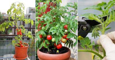 Growing Tomatoes In Pots | 13 Tomato Growing Tips For Containers - balconygardenweb.com