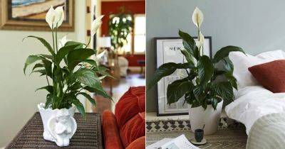 8 Amazing Peace Lily Benefits Proven In Studies - balconygardenweb.com - Japan