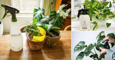 10 Important Tips to Use Neem Oil for Houseplants - balconygardenweb.com