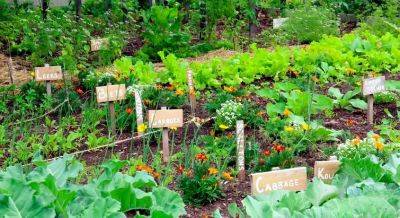 5 Secrets of a High Yield Gardening | Vegetable Gardening Tips - balconygardenweb.com
