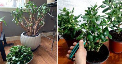 How to Prune a Jade Plant Like an Expert | Jade Plant Pruning Tips - balconygardenweb.com