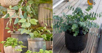 Does Eucalyptus Repel Ants? Find Out! - balconygardenweb.com