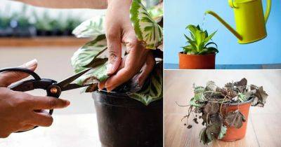 12 Hacks That Will Bring Back Any Dying Plant to Life - balconygardenweb.com
