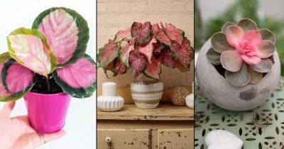 19 Beautiful Rose Color Houseplants - balconygardenweb.com - state Florida