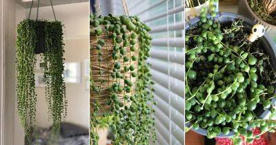 How to Grow String of Pearls Fuller and Bigger Like Pictures - balconygardenweb.com