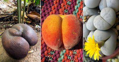 5 Quirky Plants That Look Like Buttocks - balconygardenweb.com