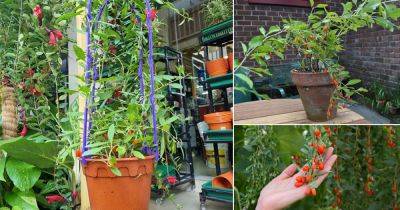Growing Goji Berries | How to Grow Goji Berries - balconygardenweb.com - China