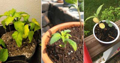 8 PRO Tips and Tricks on How to Fix Yellow Leaves on Seedlings - balconygardenweb.com