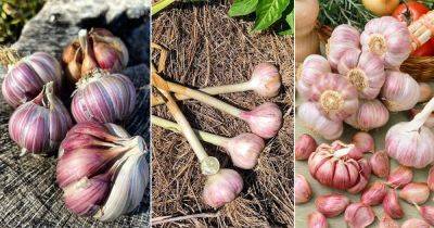11 Best Types of Garlic to Grow in Garden - balconygardenweb.com - county Garden