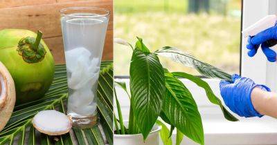 How Coconut Water for Plants is the Most Amazing Organic Fertilizer - balconygardenweb.com - Philippines