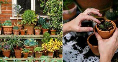 11 Greatest Succulent Care Tips for Containers - balconygardenweb.com