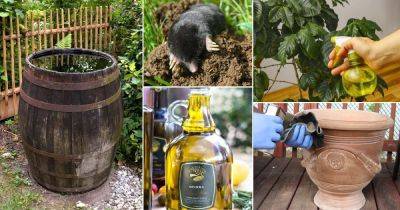 Using Olive Oil in Garden | 18 Surprising Olive Oil Uses in the Garden - balconygardenweb.com - county Garden