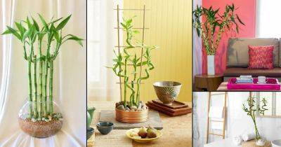 25 Awesome Lucky Bamboo Home Décor Ideas - balconygardenweb.com