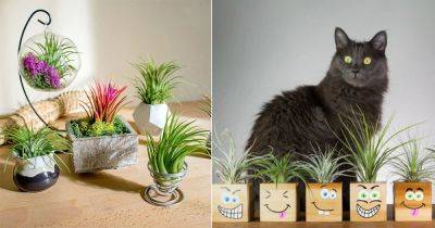 Are Air Plants Toxic to Cats and Dogs | Is Air Plants Safe for Pets - balconygardenweb.com - Usa