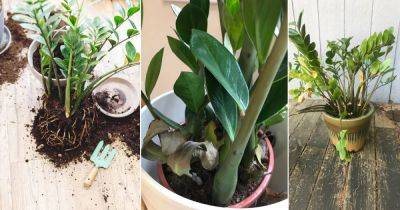 10 Common ZZ Plant Problems and Solutions - balconygardenweb.com