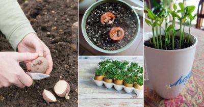 13 Easy Planting Hacks to Grow Vegetables for Free - balconygardenweb.com