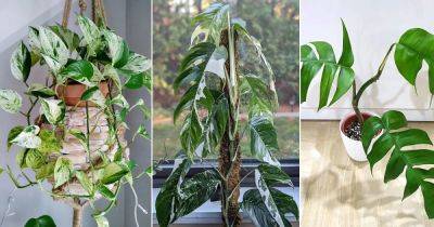 8 Most Beautiful Epipremnum Pinnatum Varieties - balconygardenweb.com