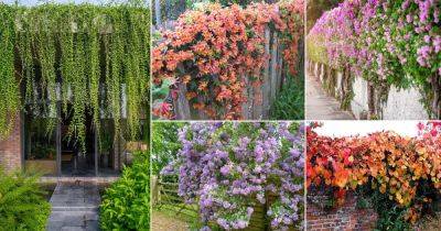38 Best Plants to Cover a Fence & Wall - balconygardenweb.com