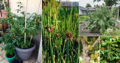 18 Perennial Vegetables You Can Plant Once and Enjoy for Years - balconygardenweb.com