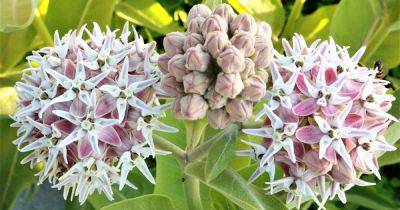 Milkweed Not Blooming: 7 Common Causes and Solutions - gardenerspath.com
