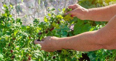 How and When to Harvest Gooseberries - gardenerspath.com