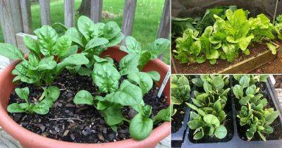 How to Grow Spinach in Pots | Growing Spinach in Containers and Care - balconygardenweb.com
