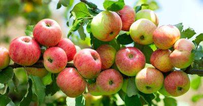 13 of the Best Dwarf Apple Tree Varieties - gardenerspath.com