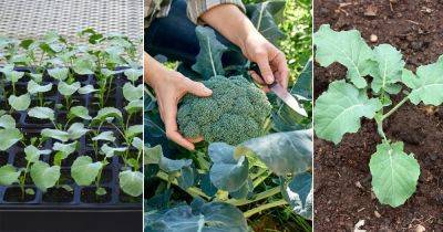 Broccoli Plant Growing Stages with Pictures - balconygardenweb.com