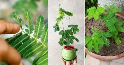 How to Grow Mimosa Pudica | Care and Growing Sensitive Plant - balconygardenweb.com