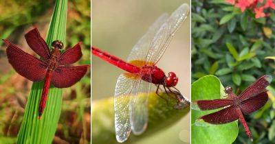 Red Dragonfly Meaning and Information - balconygardenweb.com