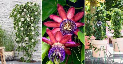 26 Types of Passionflower Vines | Best Passion flower Varieties - balconygardenweb.com - state Texas
