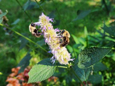 Anise Hyssop - hgic.clemson.edu