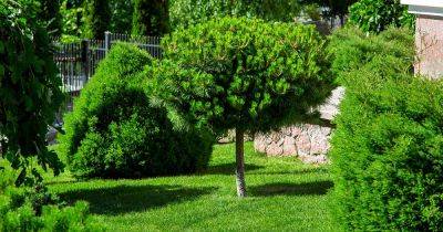 How to Grow and Care for Pine Trees - gardenerspath.com