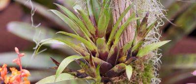 A Complete Guide to Caring for Air Plants - gardenersworld.com - Britain