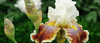 How To Grow Bearded Iris - gardenersworld.com