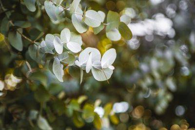 How To Grow And Care For Eucalyptus - southernliving.com