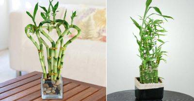 Lucky Bamboo Care Tips & How To Grow It - balconygardenweb.com - China - Belgium