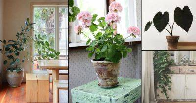 13 Outdoor Plants that Can be Grown Indoors - balconygardenweb.com - India