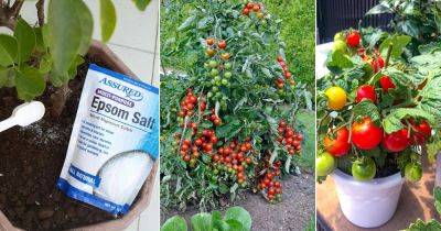 Epsom Salt for Tomatoes | 3 Uses - balconygardenweb.com