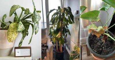 Reasons for Houseplants Leaves Getting Yellow and How to Save Them - balconygardenweb.com