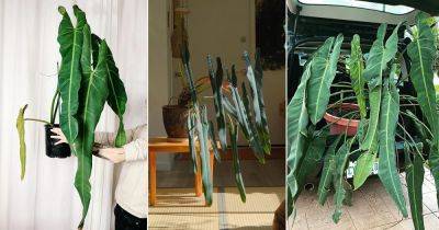 How to Grow Philodendron Spiritus Sancti | Philodendron Spiritus Care - balconygardenweb.com