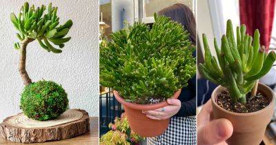 Hobbit Jade Plant Care and Growing Tips - balconygardenweb.com - South Africa