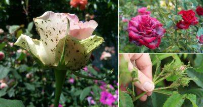 How to Get Rid of Aphids on Roses | 15 Most Effective Solutions - balconygardenweb.com